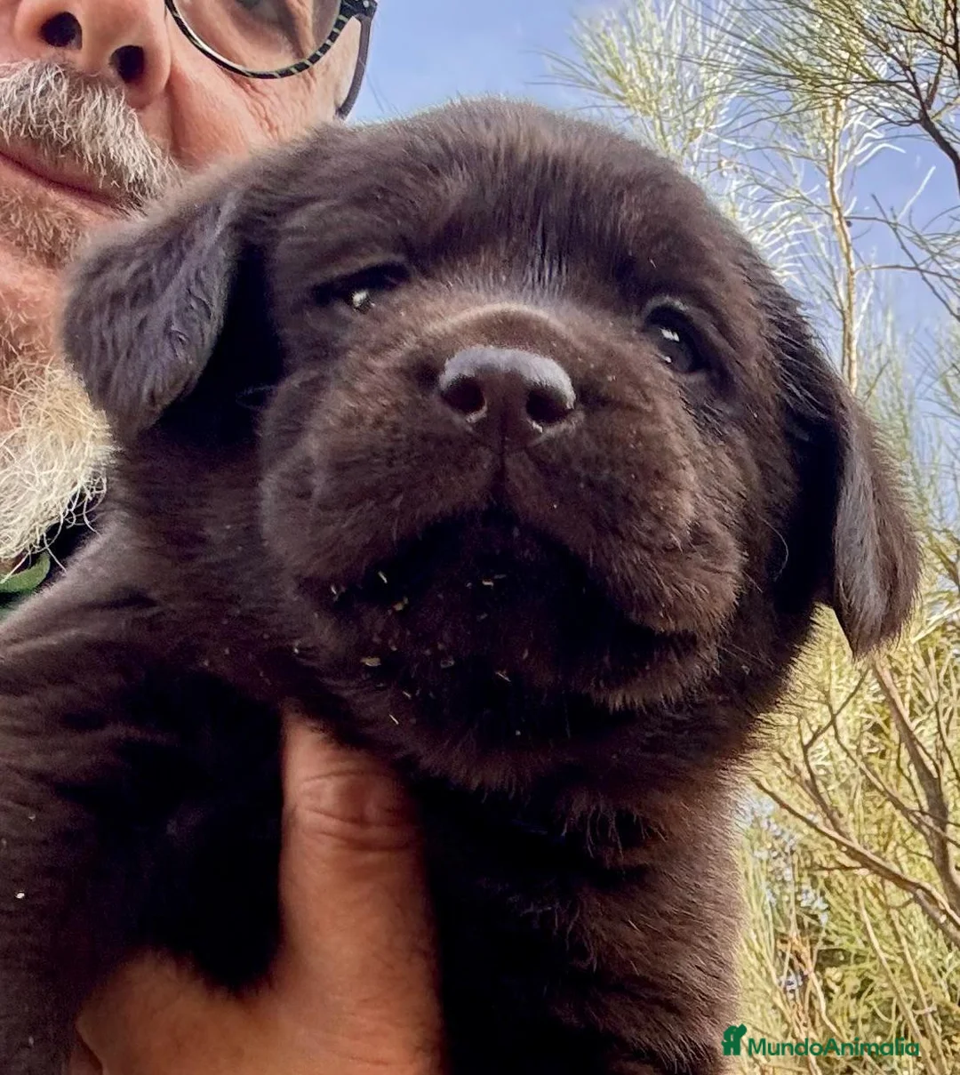 Labrador Retriever perros en venta: labrador chocolate  - Anuncio 2