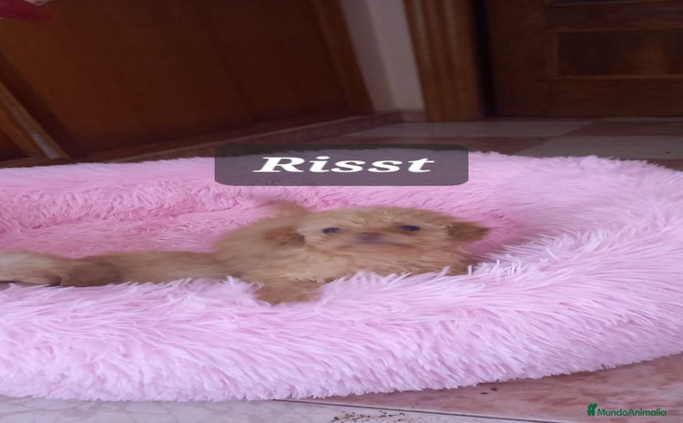 Caniche Toy perros CANICHES TOYS HEMBRAS EXCLUSIVAS - Anuncio 1