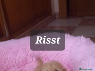 Caniche Toy perros CANICHES TOYS HEMBRAS EXCLUSIVAS - Anuncio 1