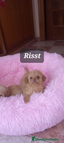 Caniche Toy perros CANICHES TOYS HEMBRAS EXCLUSIVAS - Anuncio 1