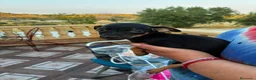 Pinscher Miniatura perros en venta: Mini pincher - Anuncio 5