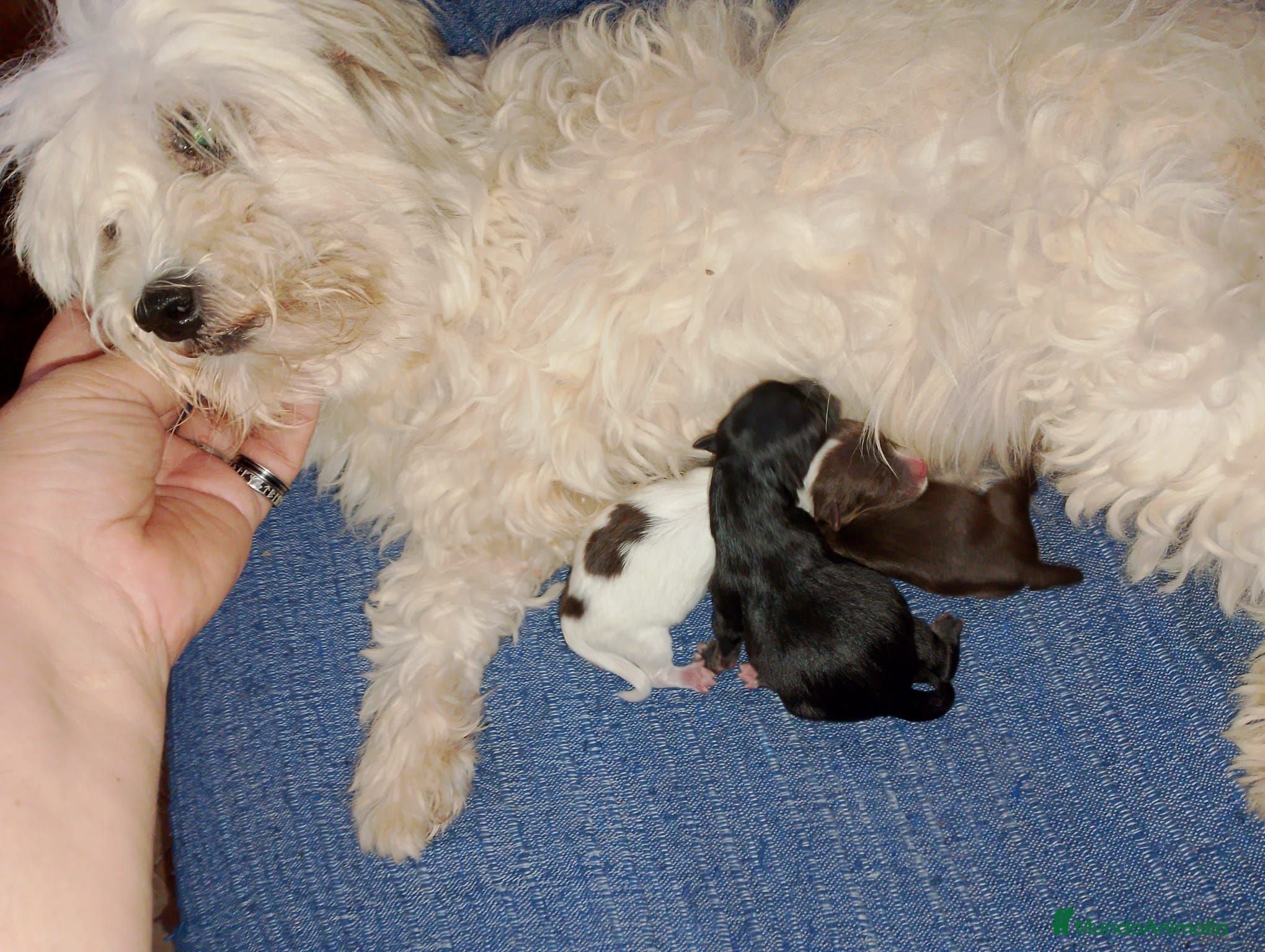 Maltipom perros Camada de maltipom  - Anuncio 1