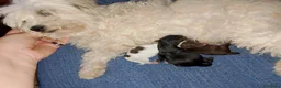 Maltipom perros en venta: Camada de maltipom  - Anuncio 1