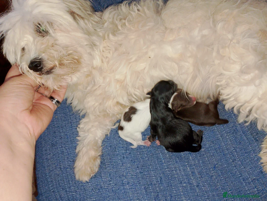 Maltipom perros en venta: Camada de maltipom  - Anuncio 1