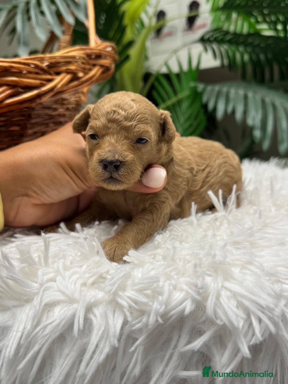 Caniche Toy perros en venta: CANICHE HEMBRA - Anuncio 12