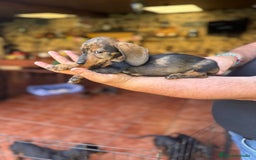 Teckel perros en venta: Teckel  - Imagen 3