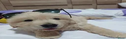 Golden Retriever perros en venta: Golden retriever 🐶🐾🔥 en Málaga - Anuncio 2