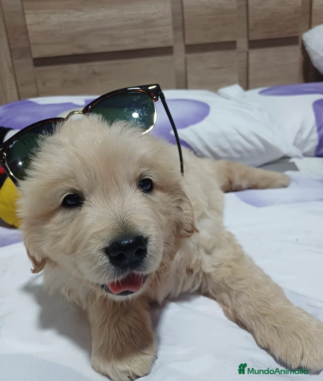 Golden Retriever perros en venta: Golden retriever 🐶🐾🔥 en Málaga - Anuncio 2