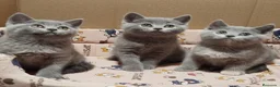 Británico de Pelo Corto Azul gatos en venta: British Shorthair  en Madrid - Anuncio 2