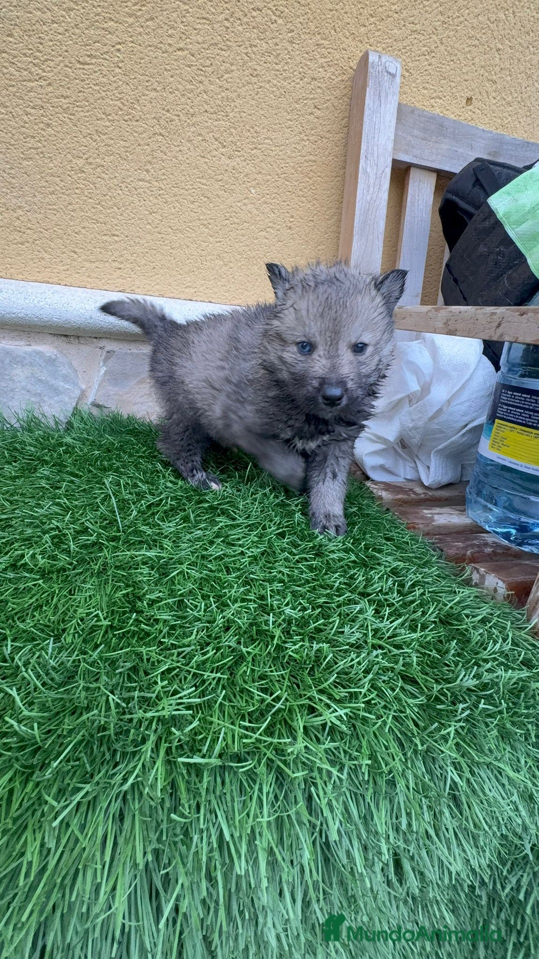 Husky Siberiano perros en venta: Husky siberiano macho agouti - Anuncio 7