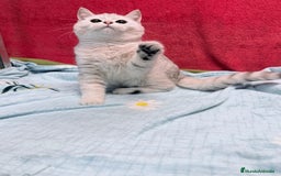 Británico de Pelo Corto gatos en venta: British Silver Shaded Negro - Anuncio 4