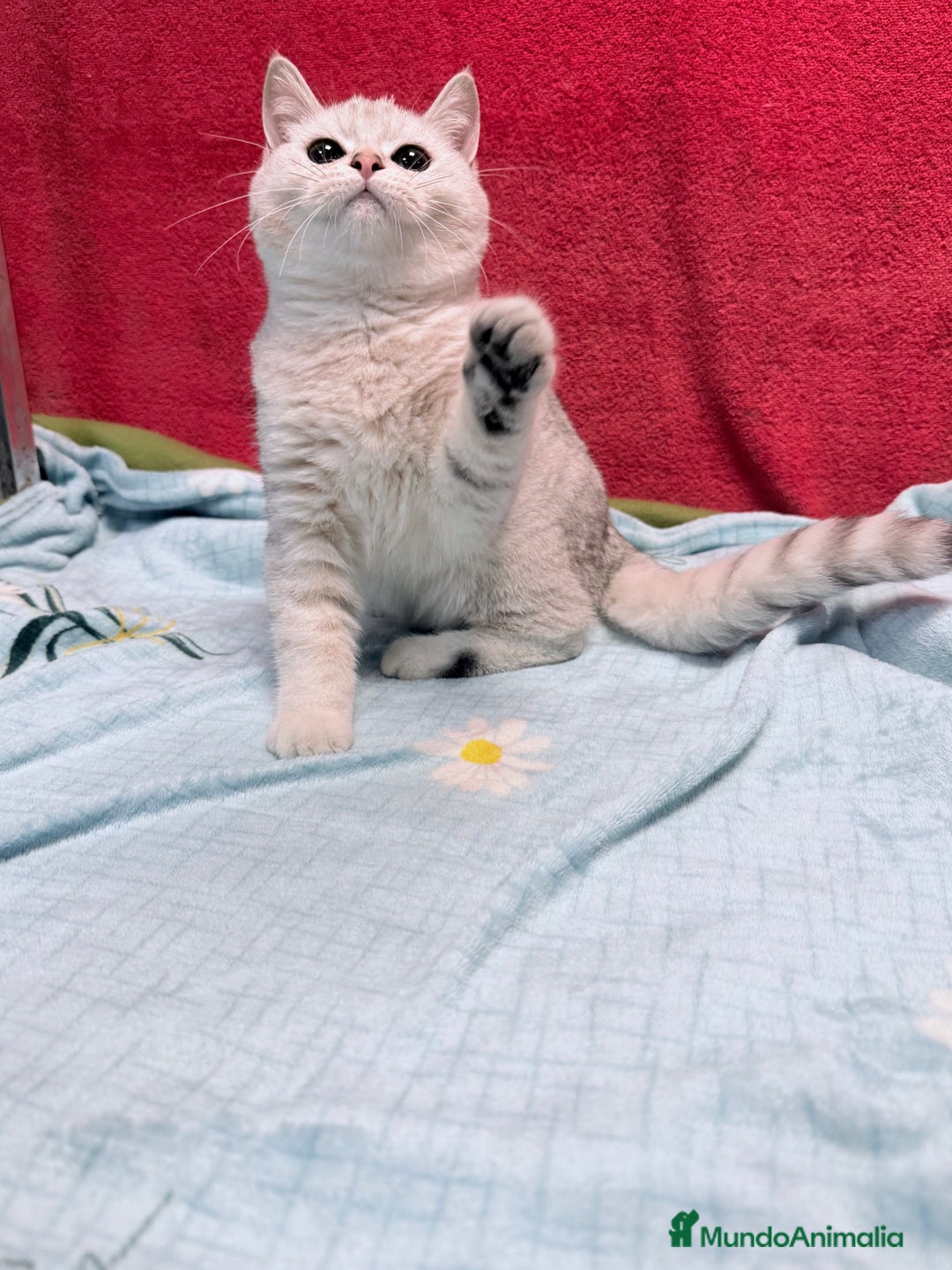 Británico de Pelo Corto gatos en venta: British Silver Shaded Negro - Anuncio 4