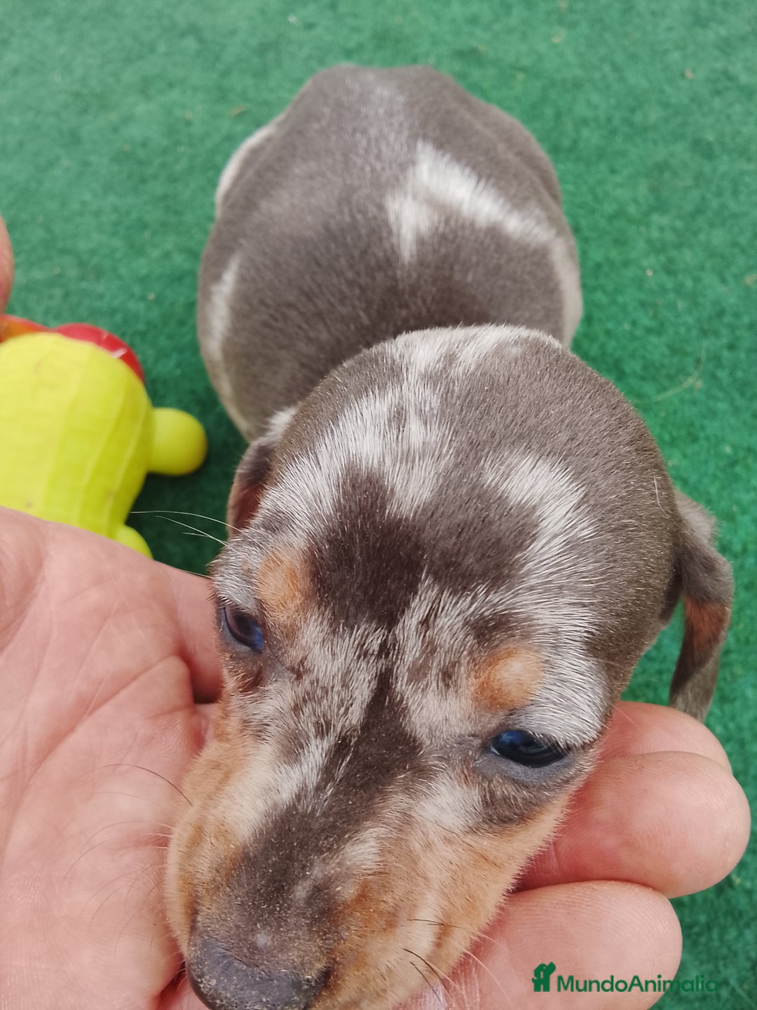 Teckel perros en venta: Cachorros de teckel  - Anuncio 4