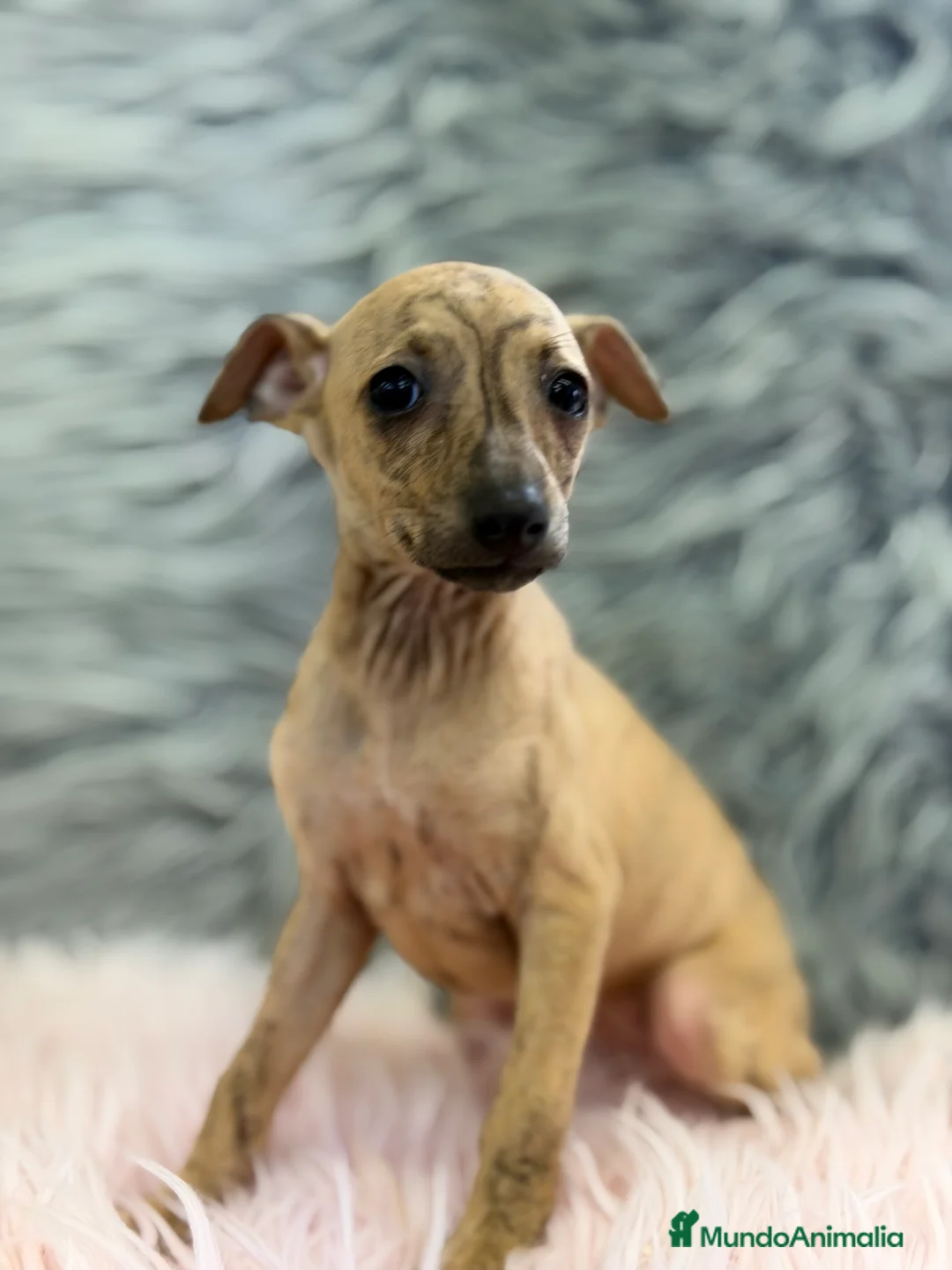 Pequeño Lebrel Italiano perros en venta: Piccolo italiana atigrada  - Anuncio 1