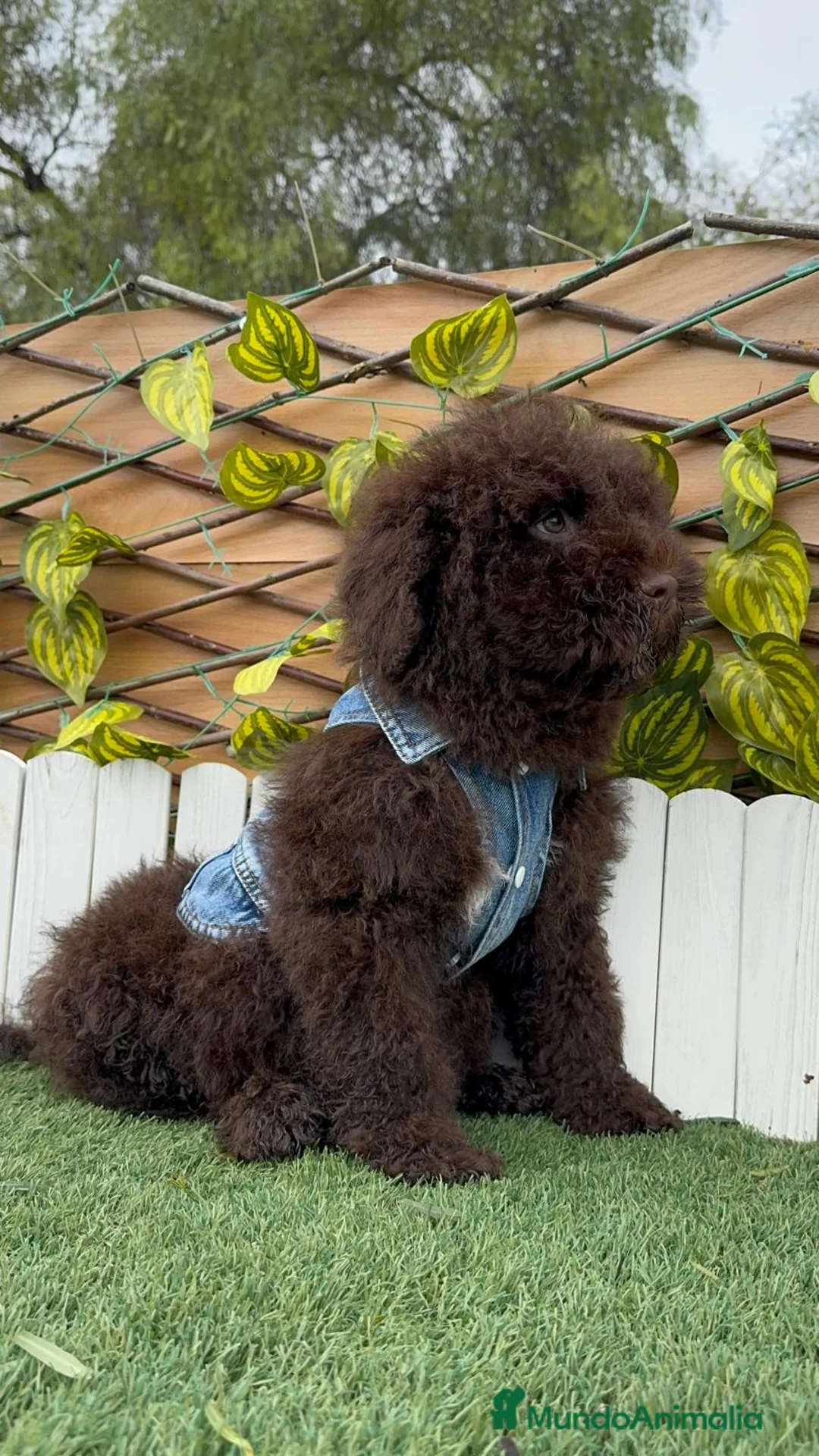 Perro de Agua Español perros en venta: PERRO DE AGUA ESPAÑOL - Anuncio 1