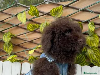 Perro de Agua Español perros PERRO DE AGUA ESPAÑOL - Anuncio 1