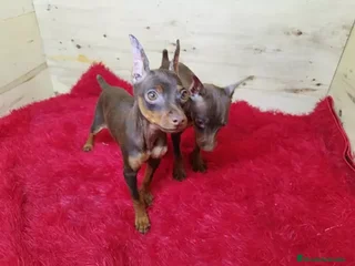 Pinscher Miniatura perros - Anuncio 5