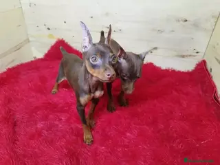 Pinscher Miniatura perros Pinscher miniatura cachorros !! - Anuncio 6