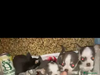 Chihuahua perros Camada de chihuahuas disponible!! - Anuncio 1