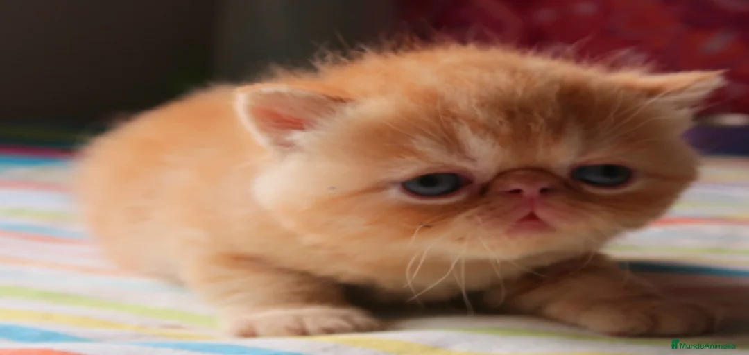 Imagen de galería {{count}}