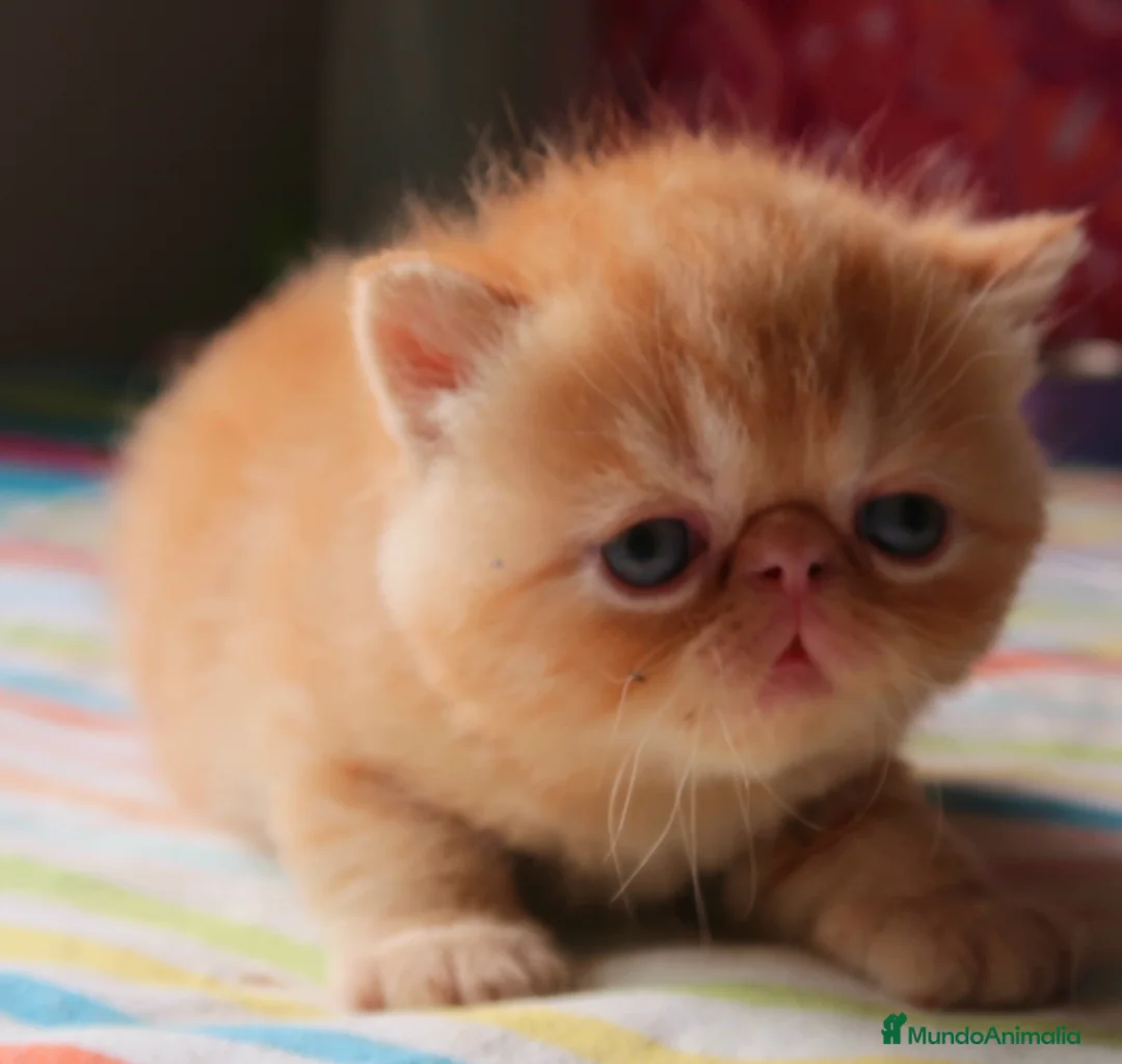 Imagen de galería {{count}}