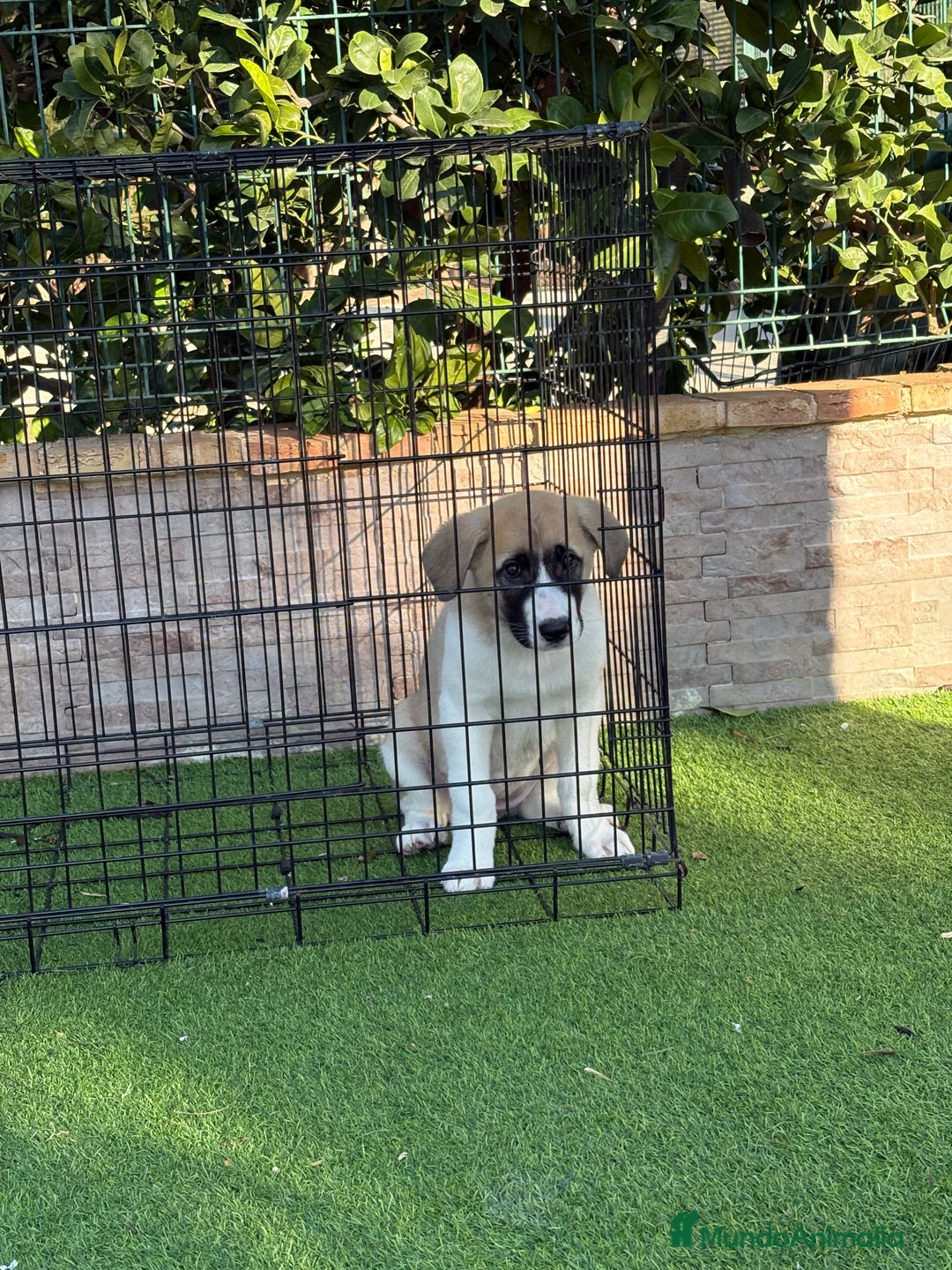 Mastín Español perros en venta: Cachorra de mastín español  - Anuncio 10