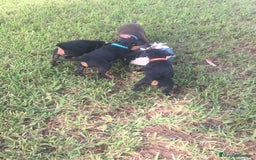 Terrier Alemán de Caza perros en venta: Cachorros de Jagd Terrier - Anuncio 2