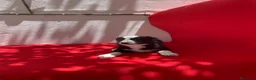 Border Collie perros en venta: Excelentes cachorras Border collie  - Anuncio 4