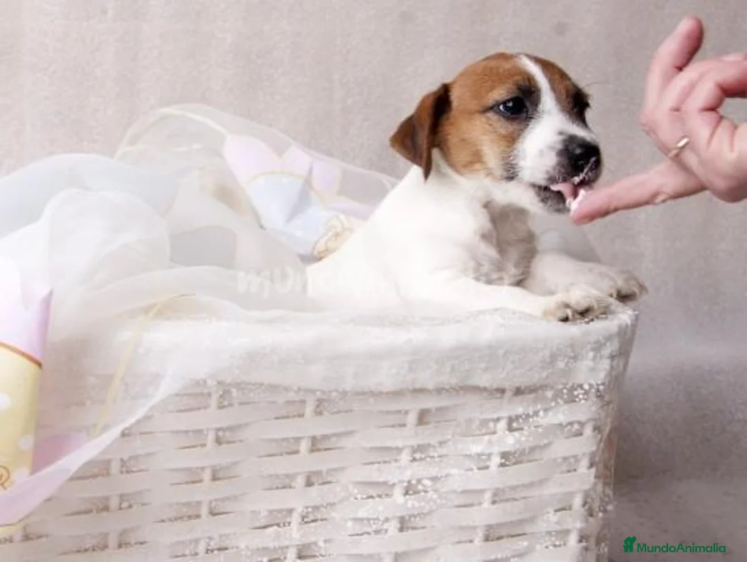 Imagen de galería {{count}}