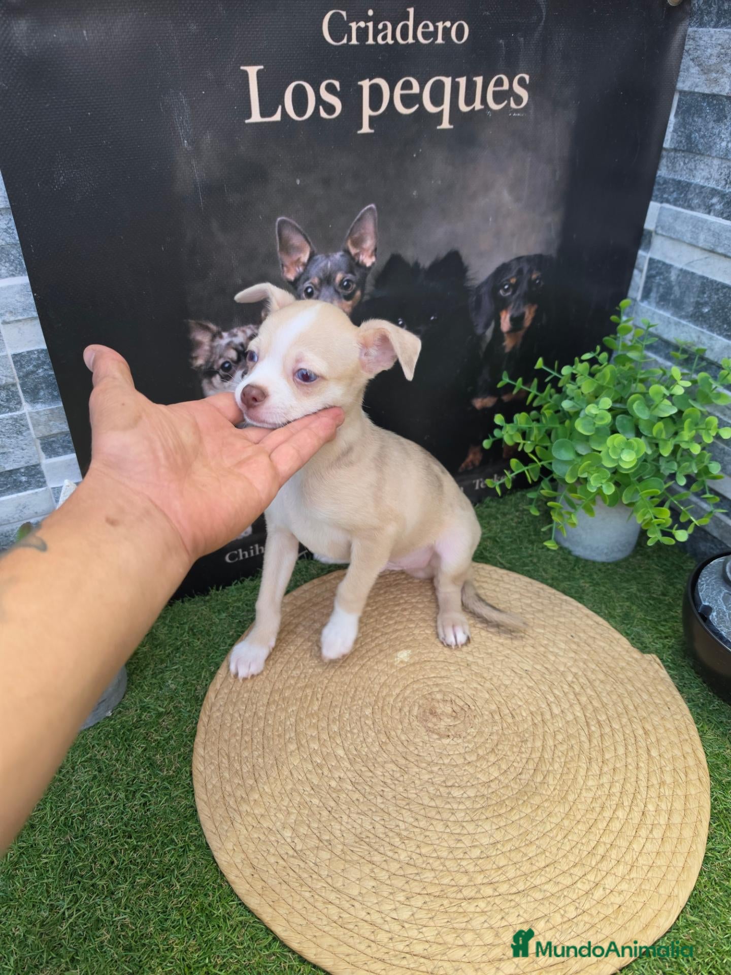 Chihuahua perros en venta: CHIHUAHUA  - Anuncio 1