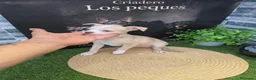Chihuahua perros en venta: CHIHUAHUA  - Anuncio 1