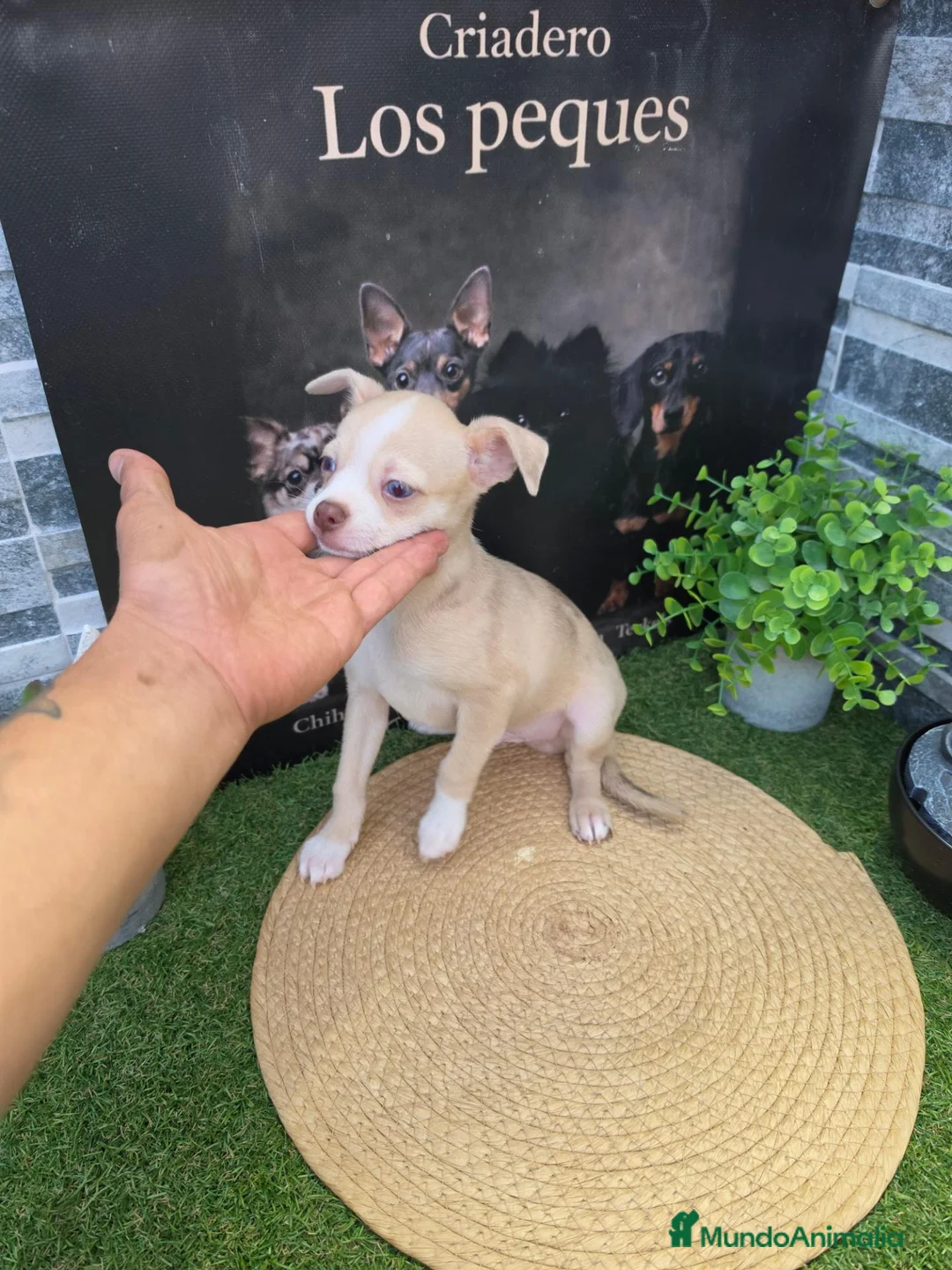 Chihuahua perros en venta: CHIHUAHUA  - Anuncio 1