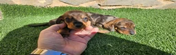 Teckel perros en venta: Espectaculares cachorritos de teckel - Anuncio 6