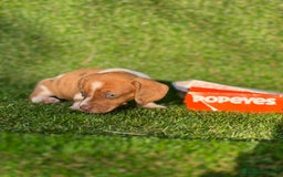 Teckel Miniatura perros en venta: Teckel cachorros miniatura  - Imagen 3
