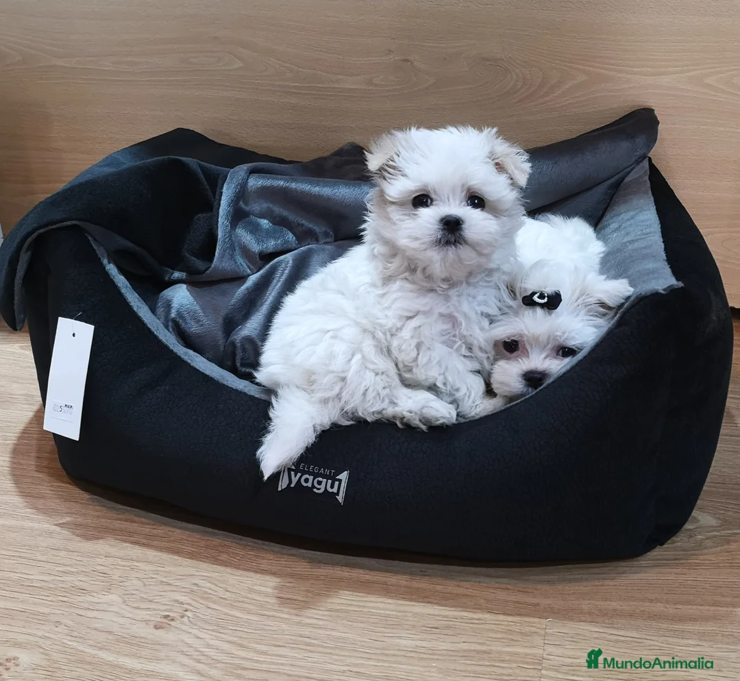 Bichón Maltés perros en venta: Bichón Maltés muy bonitos en Barcelona - Anuncio 5