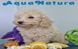 Caniche Toy perros en venta: Caniche Hembra 1746 AQUANATURA - Imagen 8