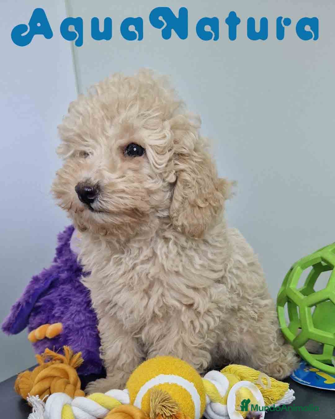 Caniche Toy perros en venta: Caniche Hembra 1746 AQUANATURA - Imagen 8