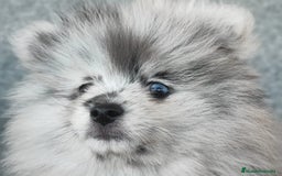 Pomerania perros en venta: POMERANIA MERLE - Anuncio 9