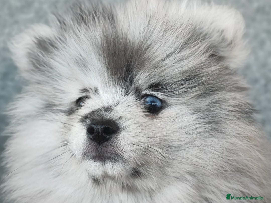 Pomerania perros en venta: POMERANIA MERLE - Anuncio 9
