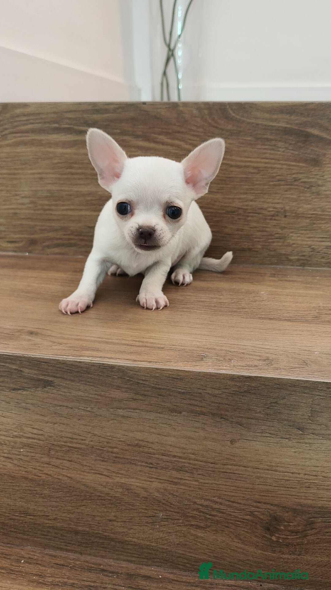 Chihuahua perros en venta: Chihuahua Toy  - Anuncio 1