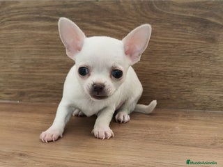 Chihuahua perros Chihuahua Toy - Anuncio 1