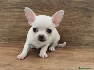 Chihuahua perros Chihuahua Toy - Anuncio 5