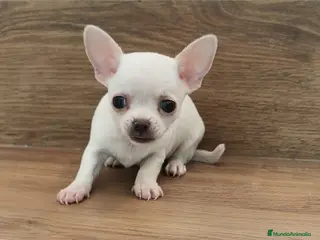 Chihuahua perros Chihuahua Toy - Anuncio 13