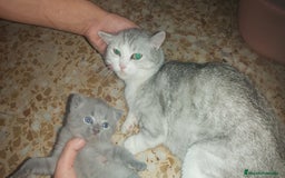 Británico de Pelo Corto Azul gatos en venta: Gatito british azul precioso - Imagen 5