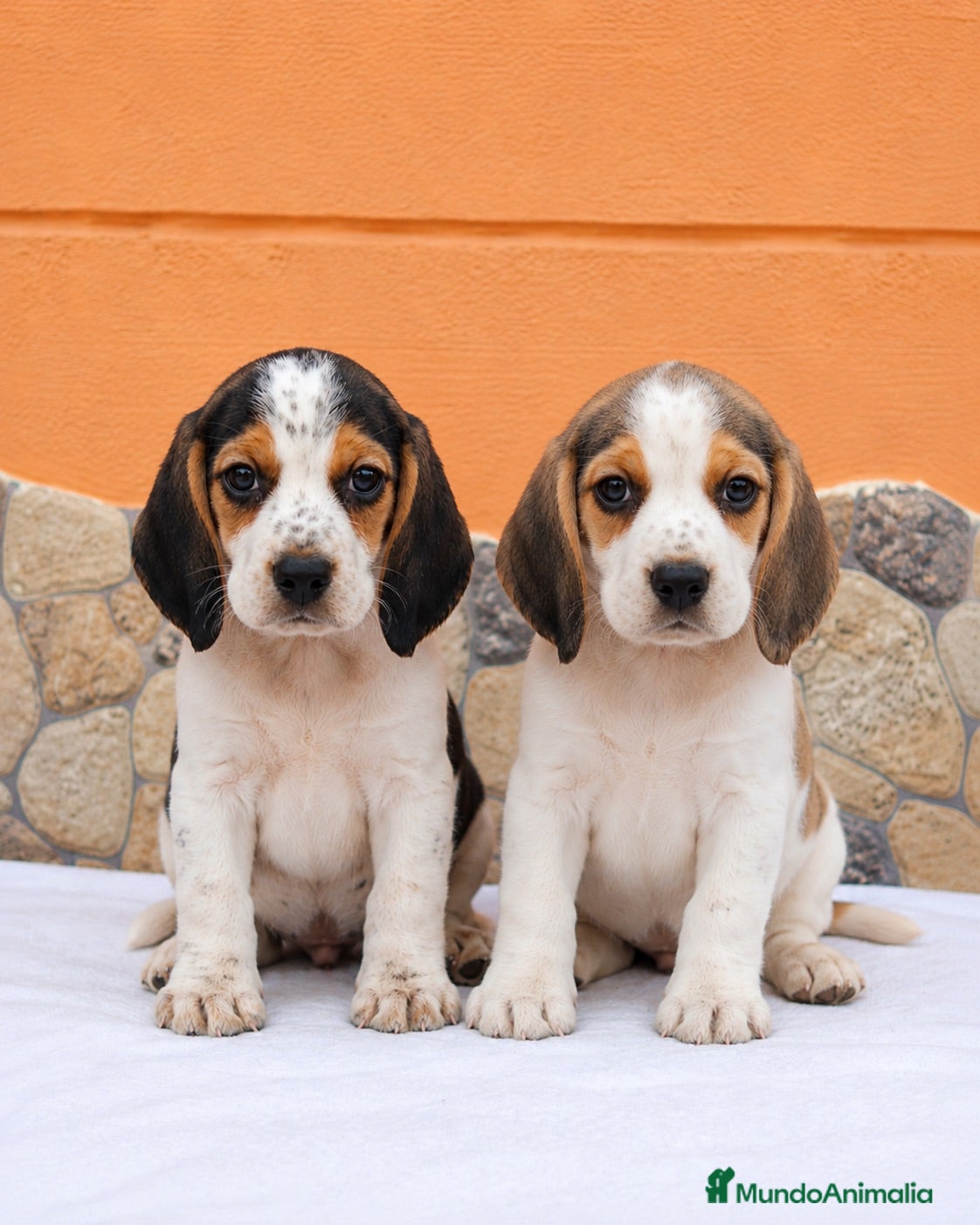 Beagle perros Beagle disponibles🐶🐾 - Anuncio 1