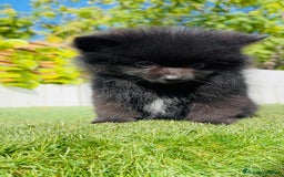 Pomerania perros en venta: POMERANIA HEMBRA - Imagen 16