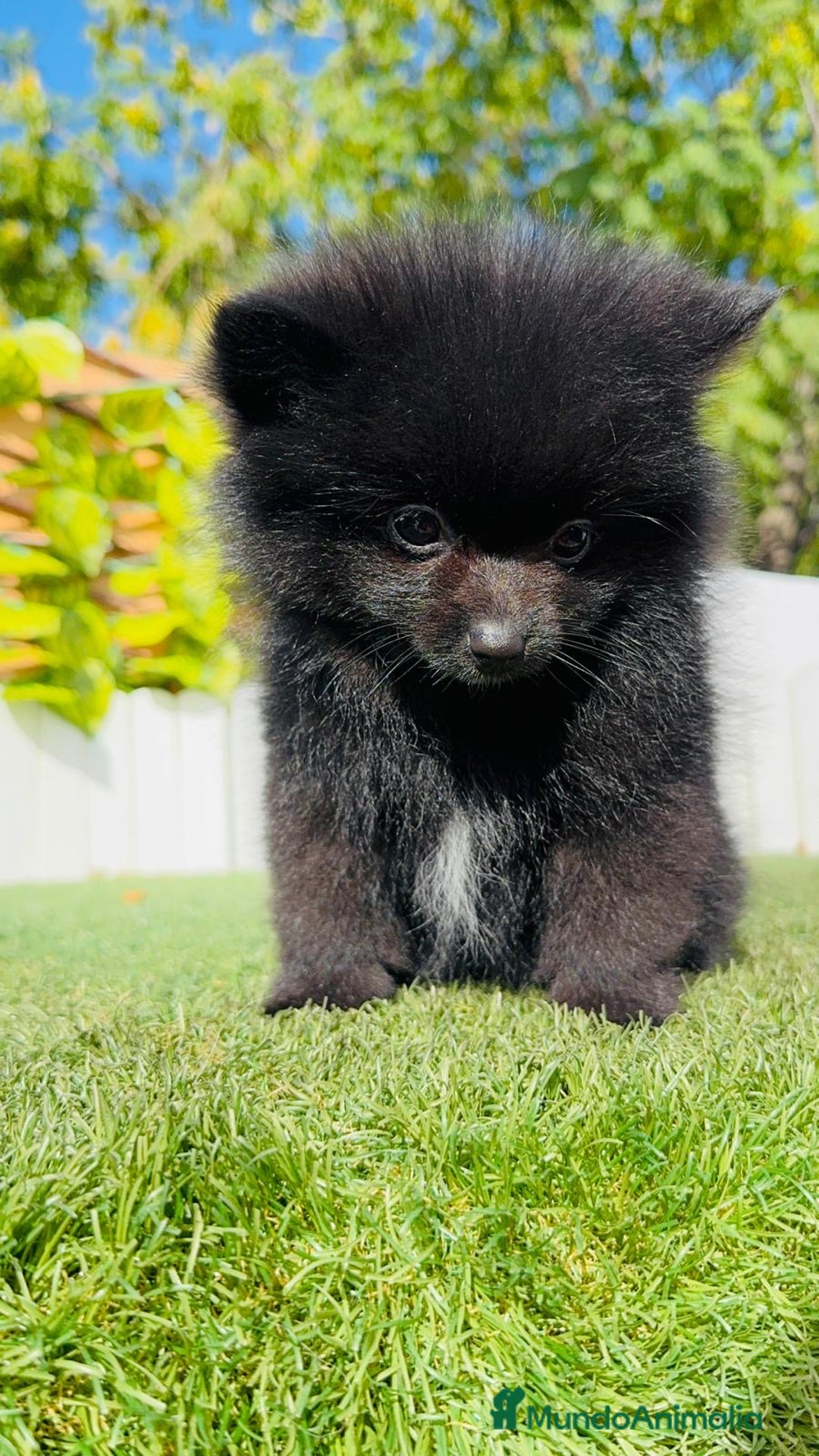 Pomerania perros en venta: POMERANIA HEMBRA - Imagen 16
