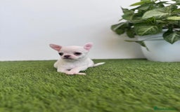 Chihuahua perros en venta: CHIHUAHUA  - Imagen 12