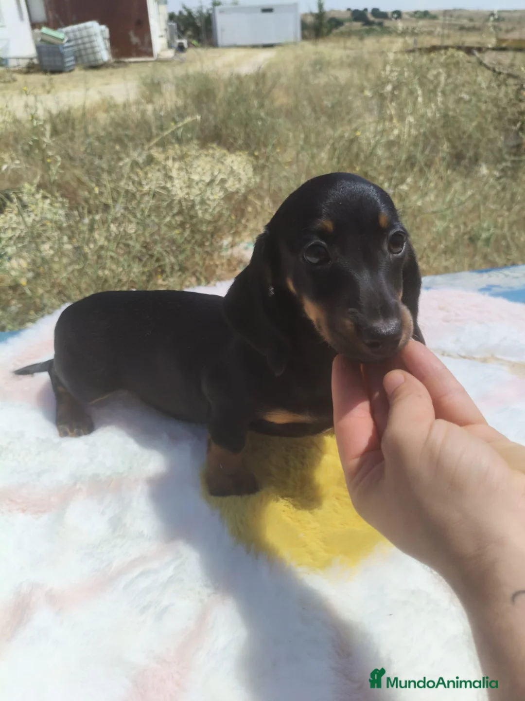 Teckel Miniatura perros en venta: Teckel kaninchen  - Anuncio 2