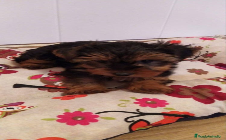 Yorkshire Terrier perros - Anuncio 1